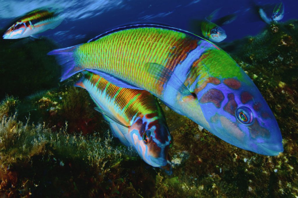 Davide Lombroso – Primo classificato, categoria Mediterraneo