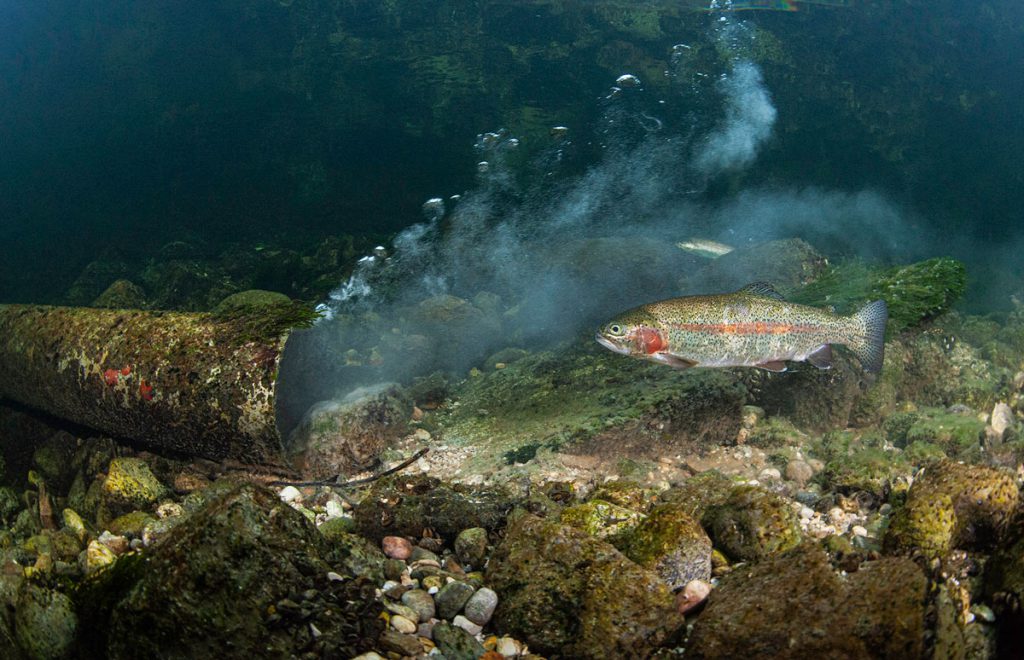 Armando Piccinini – Primo classificato, categoria Sotto pressione