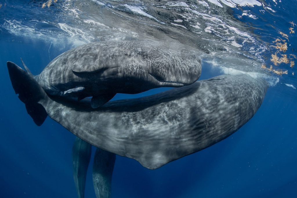 Marco Domenicucci – Primo classificato, categoria Tropici