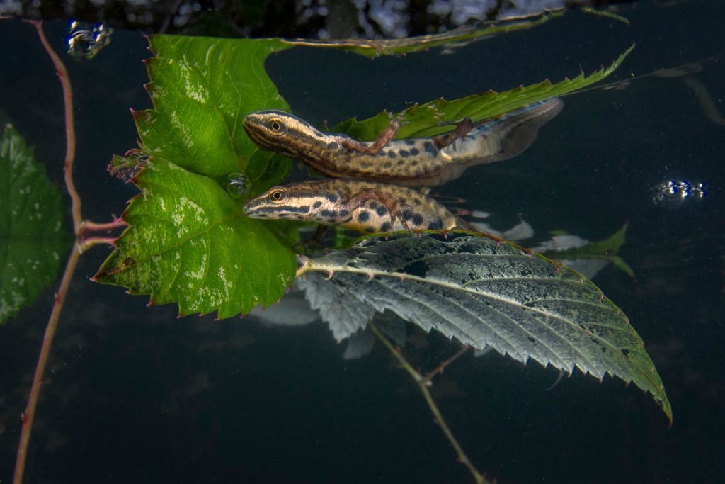 Stefano Cerbai – Secondo classificato, categoria Acque dolci