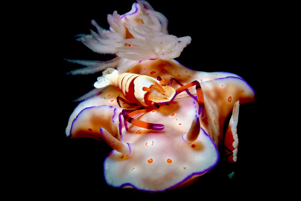 Santo Tirnetta – Secondo classificato, categoria Tropici