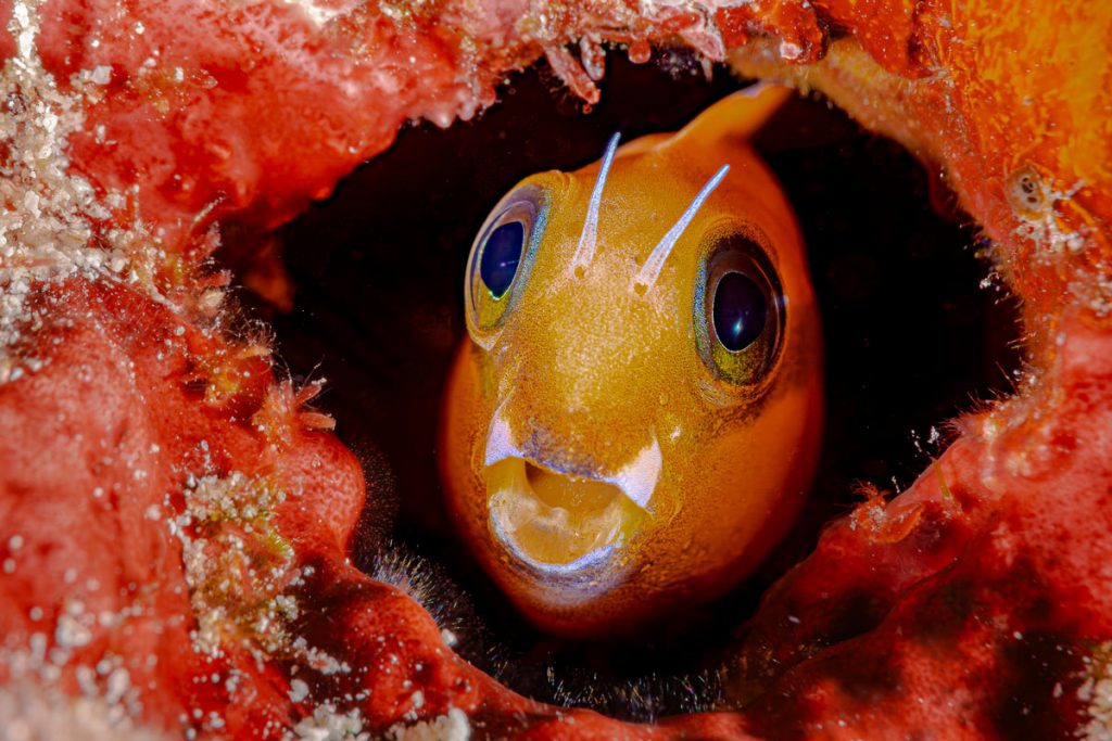 Mauro Salis – Terzo classificato, categoria Tropici