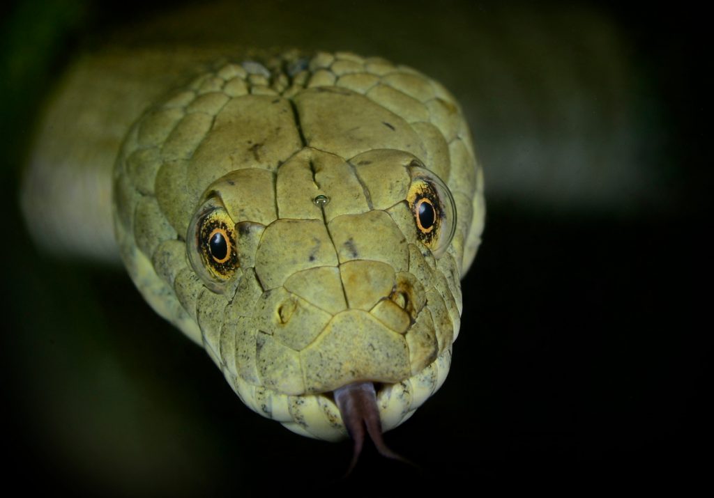 BISCIA-TASSELLATA-(Natrix-tassellata)-85cm-adriano-marchiori
