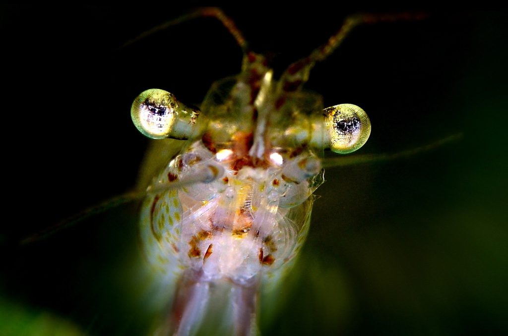 GAMBERETTO-D'ACQUA-DOLCE-(Palaemonetes-antennarius)-4cm-Adriano-marchiori