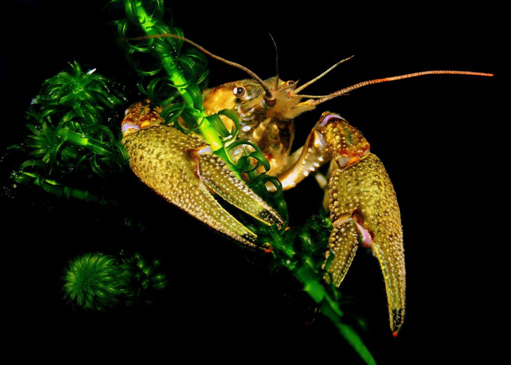 GAMBERO-D'ACQUA-DOLCE-F(Orconectes-limosus)-13cm-adriano-marchiori