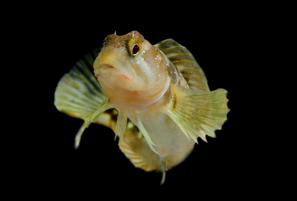 ITALIA-(Lago-di-Garda)-CAGNETTO-(Salaria-fluviatilis)-12cm.-adriano-marchiori