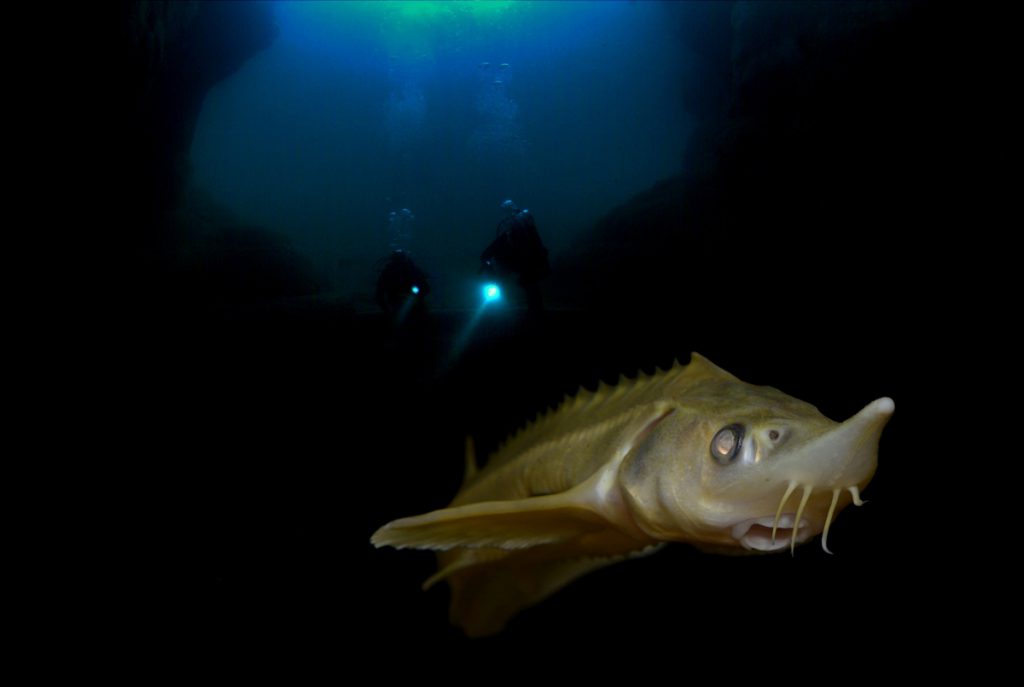 ITALIA-(Lago-di-Garda)-STORIONE-ALBINO-(Acipenser-ruthenus)-3m.-adriano-marchiori