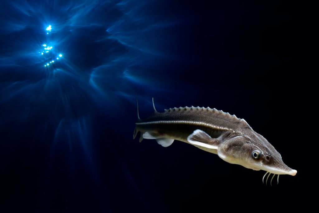 ITALIA-(Lago-di-Garda)-STORIONE--(Acipenser-sturio)-5m.-adriano-marchiori-full