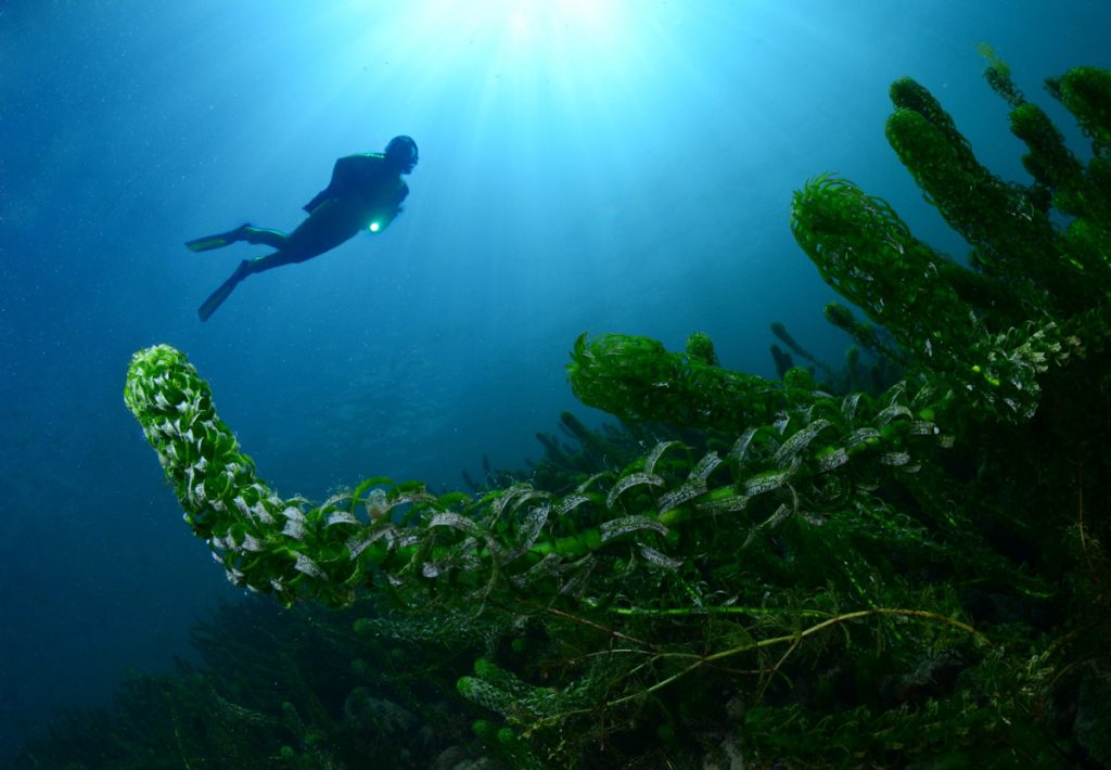 ITALIA-(Lago-di-garda)-AMBIENTE-adriano-marchiori