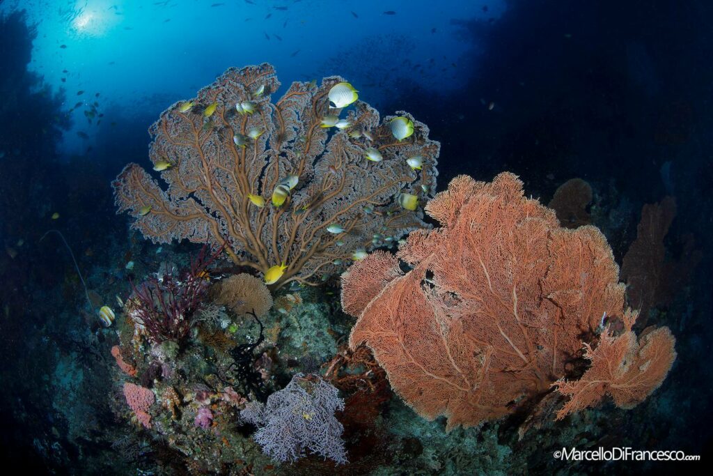 Raja_Marcello_Di_Francesco-22-1024x683