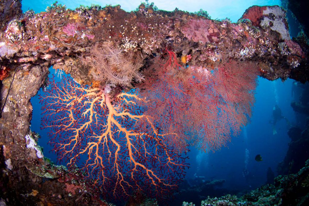 Grande colonia di gorgonie rosa su parete corallina con pesci in acqua limpida