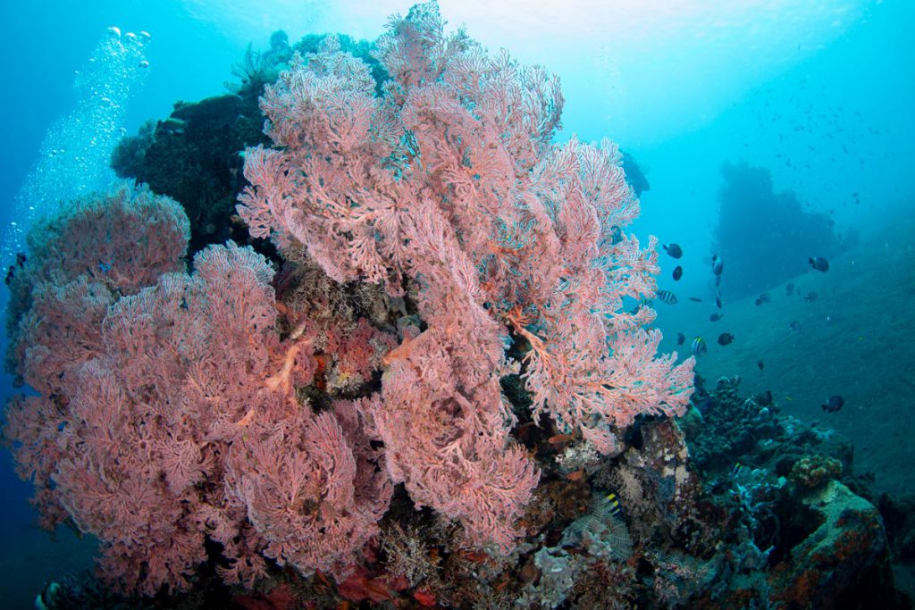 bali indonesia subacquea gorgonie colorate safari subacqueo