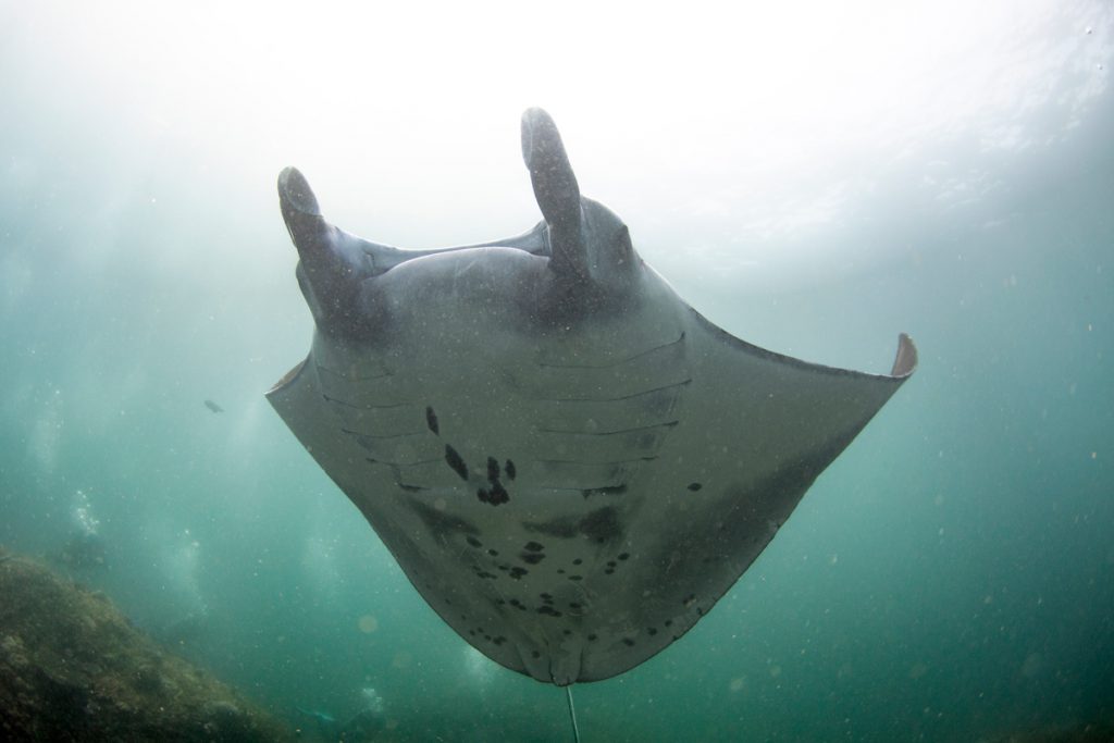 Manta ripresa dal basso mentre nuota in controluce verso la superficie