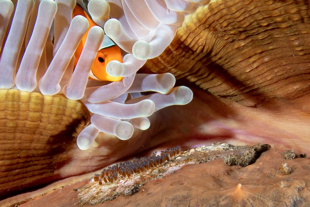 Pesce pagliaccio tra i tentacoli di un’anemone con una deposizione di uova sul fondale safari subacqueo