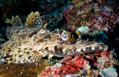 Pesce bentonico mimetizzato su fondo corallino, fotografato in macro durante immersione a Bali