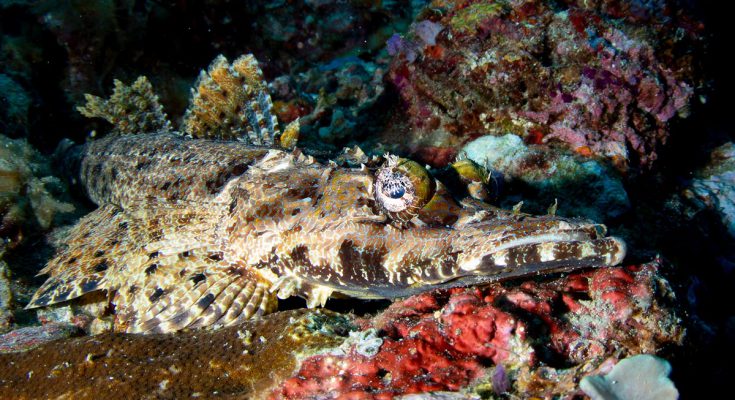 Pesce bentonico mimetizzato su fondo corallino, fotografato in macro durante immersione a Bali