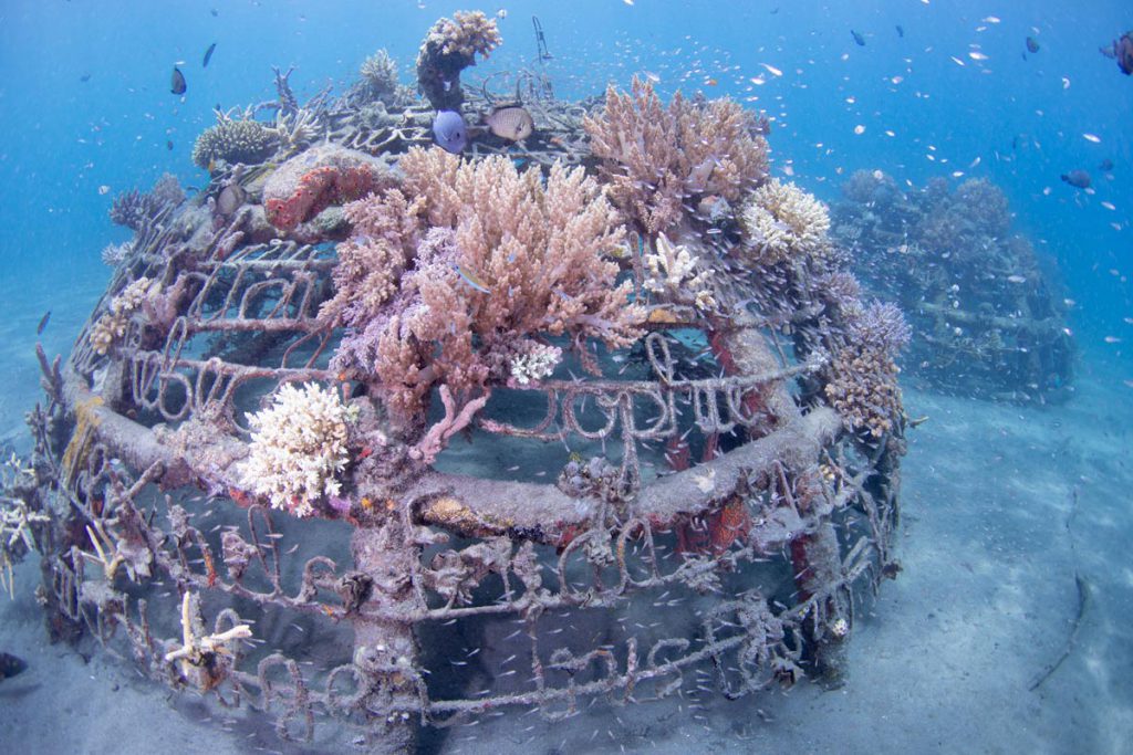 Struttura artificiale ricoperta da colonie coralline usata per progetti di habitat restoration safari subacqueo