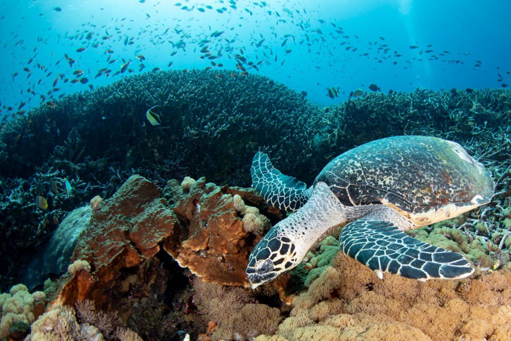 Tartaruga che nuota sopra una barriera corallina ricca di pesci tropicali