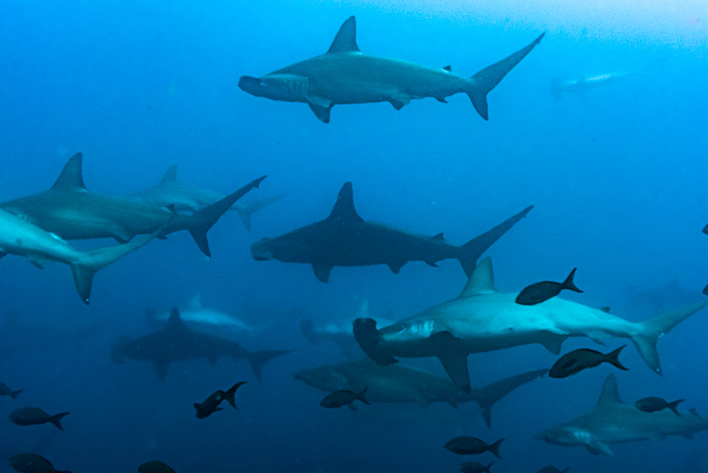 banco squalo martello subacquea