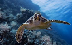 crociera elba ocenara mar rosso