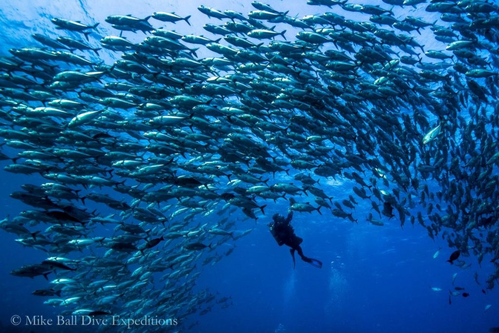crociera subacquea australia