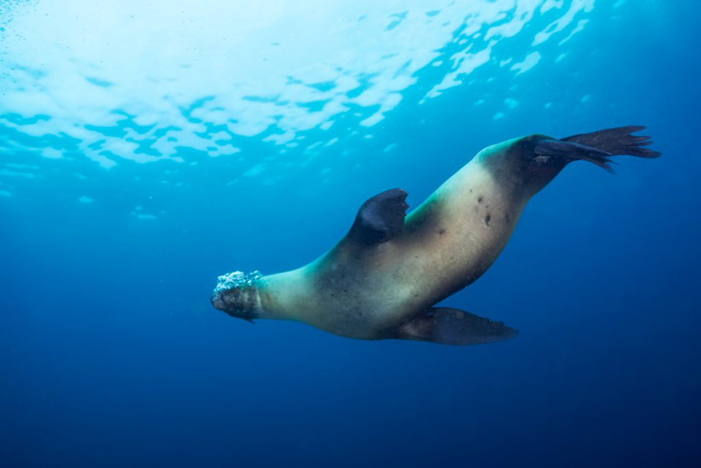foca subacquea alle galapagos mete