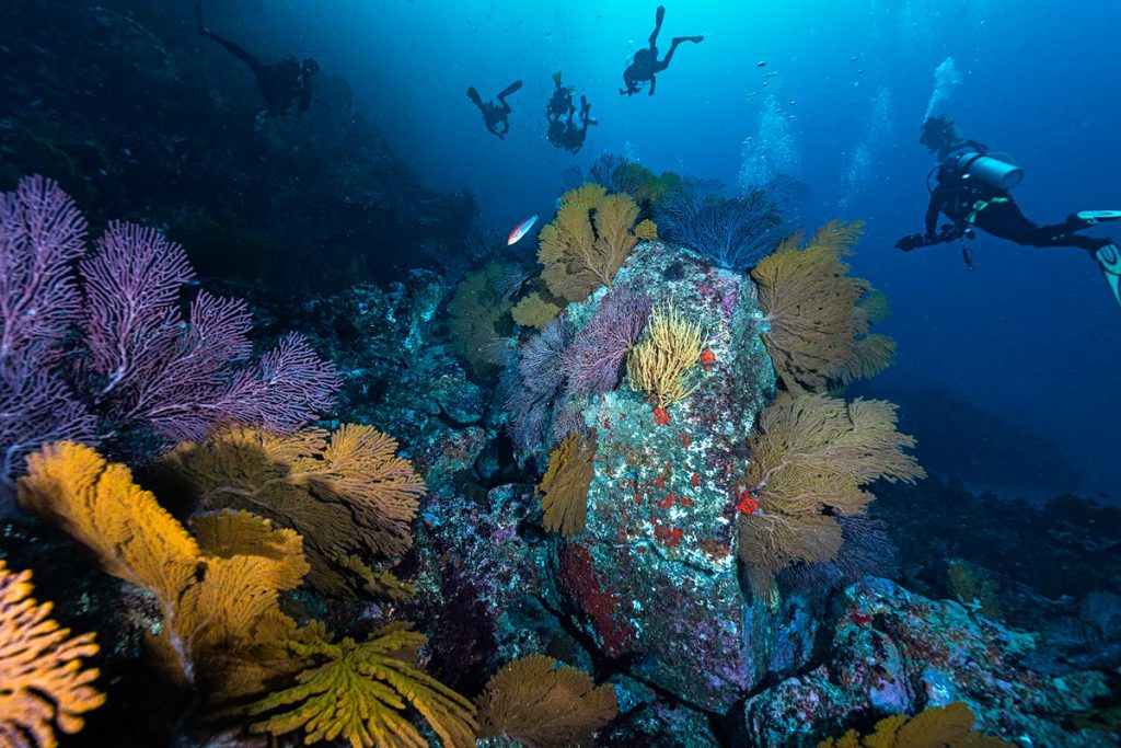gorgonie coralli galapagos