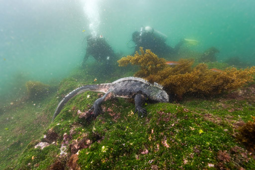 iguana marina galapagos sub
