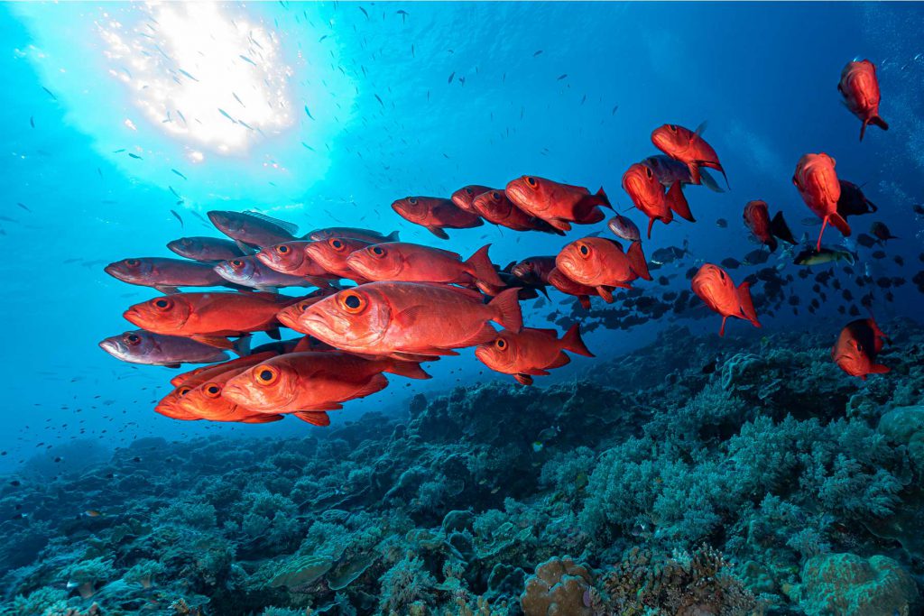 Micronesia-Palau banco pesci rossi tropicali