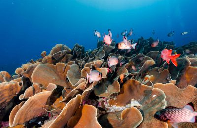 Micronesia Palau reef