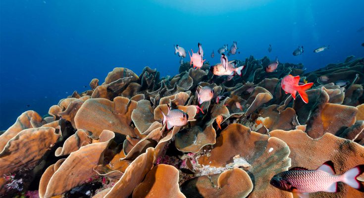 Micronesia Palau reef