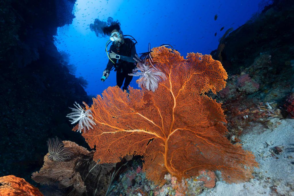 Micronesia-Palau, reef immersioni.
