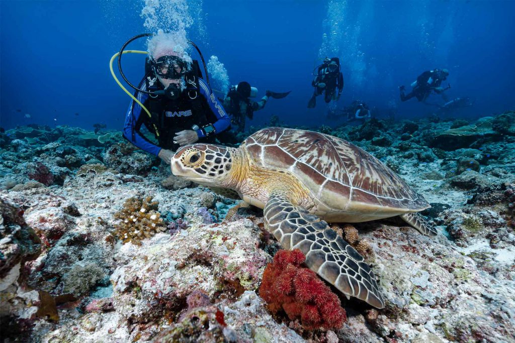 Micronesia-Palau sub in immersione con tartaruga.