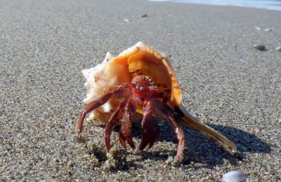 paguro spiaggia comportamento