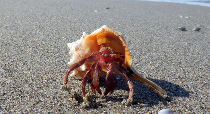 paguro spiaggia comportamento