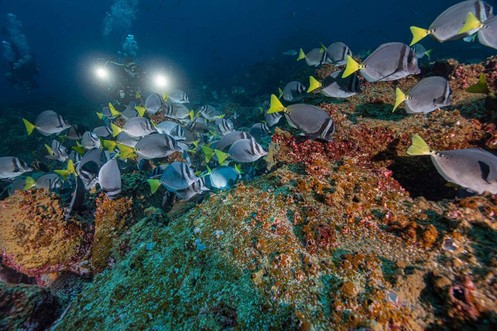 pesci pinna gialla barriera galapagos