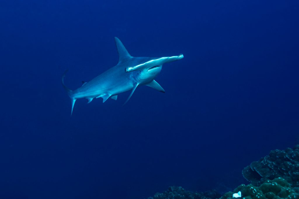 squalo martello galapagos la grassa