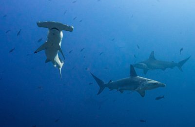 squalo martello smerlato galapagos crociera