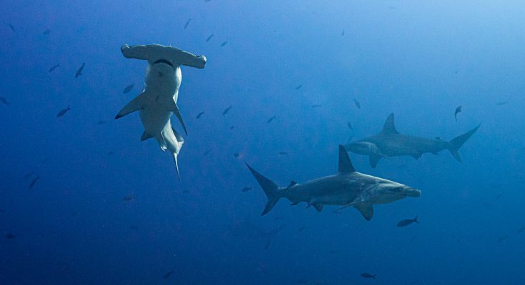 squalo martello smerlato galapagos crociera