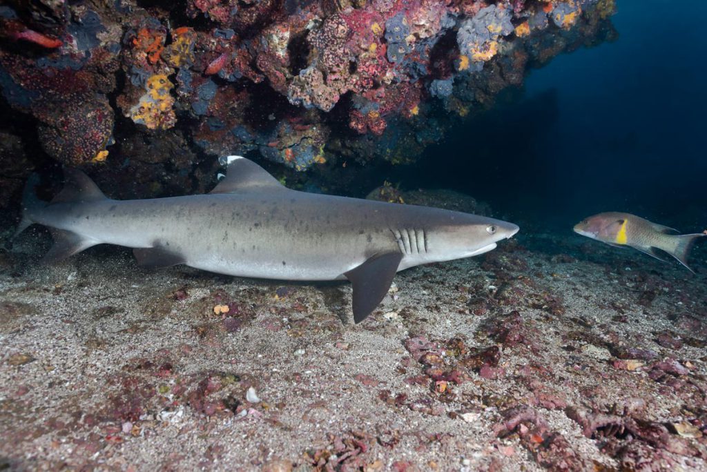 squalo pinna nera immersioni sub