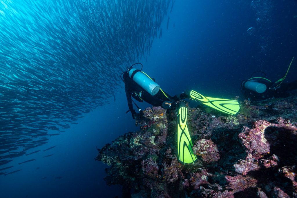 subacqueo sardine run