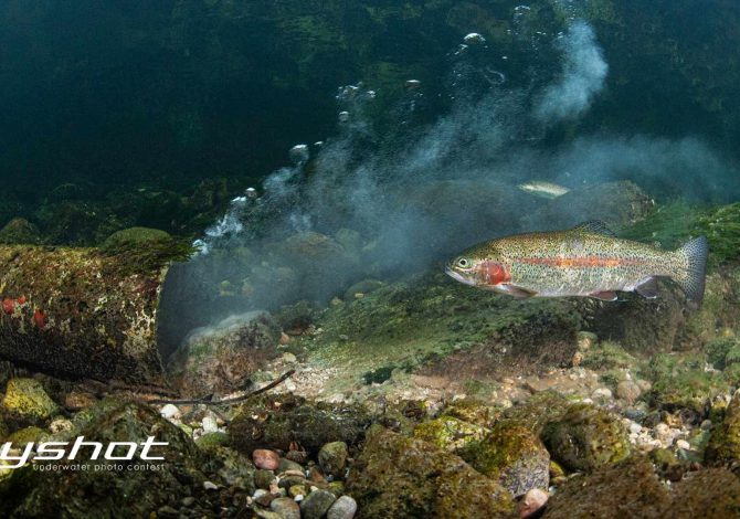 vincitori myshot 2025