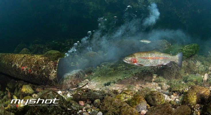 vincitori myshot 2025