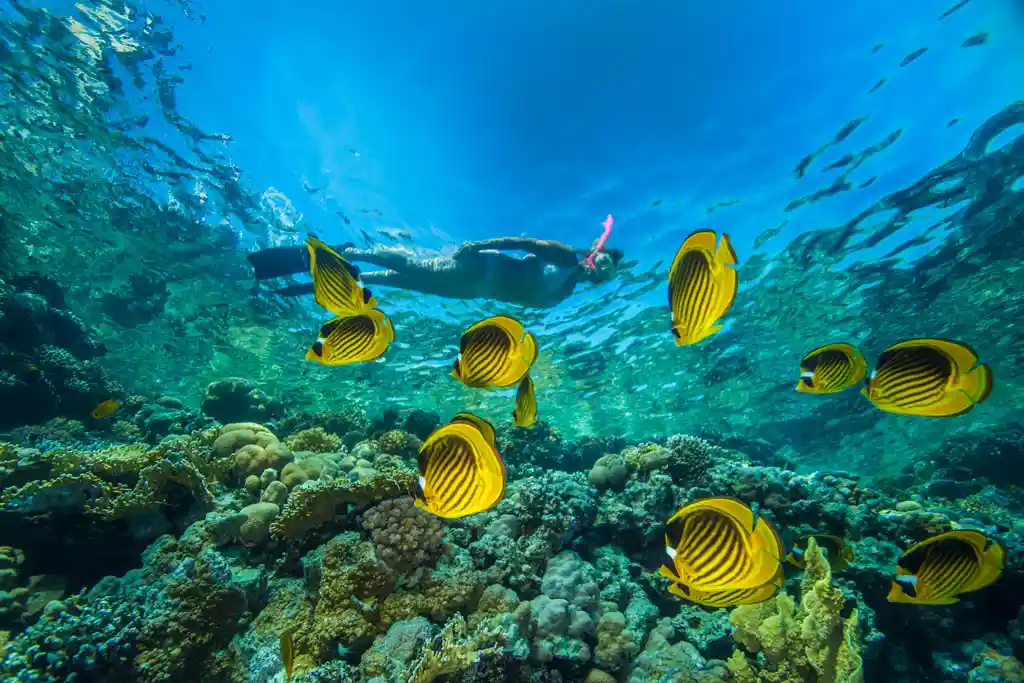 blue reef resort mar rosso egitto marsa alam snorkeling