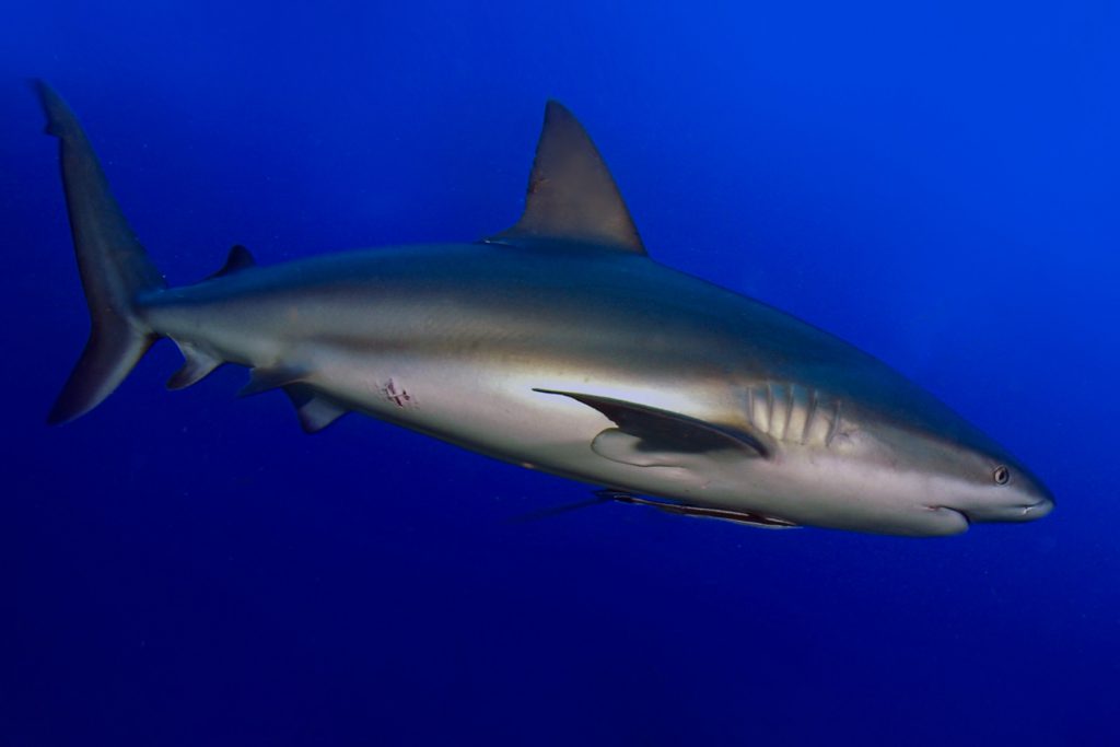 Squalo delle Galapagos
