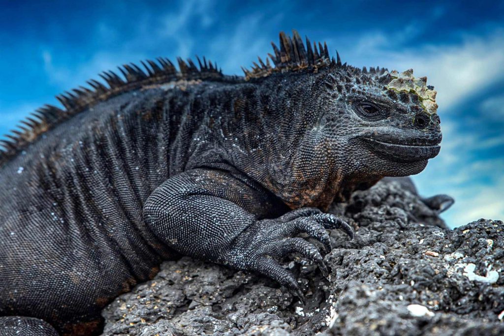 Iguana marina delle Galapagos
