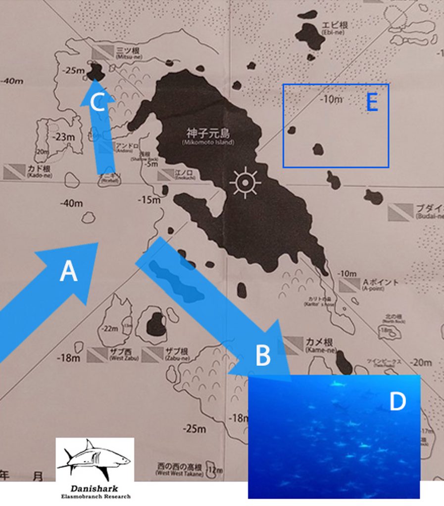 Come la corrente di Kuroshio influenza Mikomoto