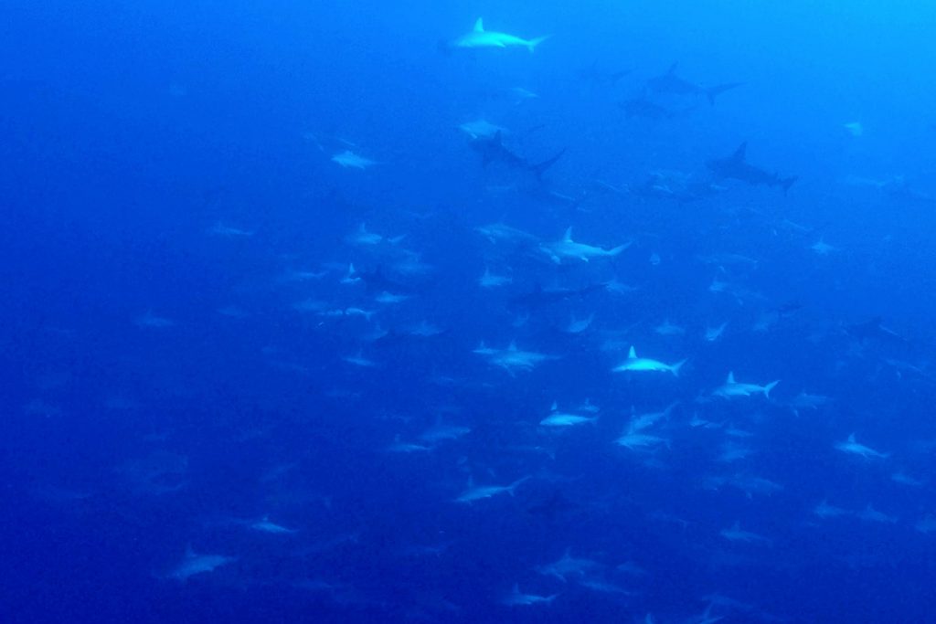 Aggregazione squali martello isola di Mikomoto