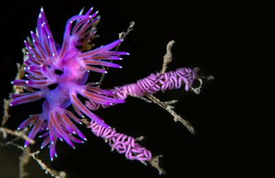 trofeo camogli foto concorso sub