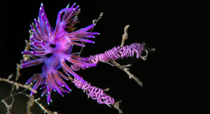 trofeo camogli foto concorso sub